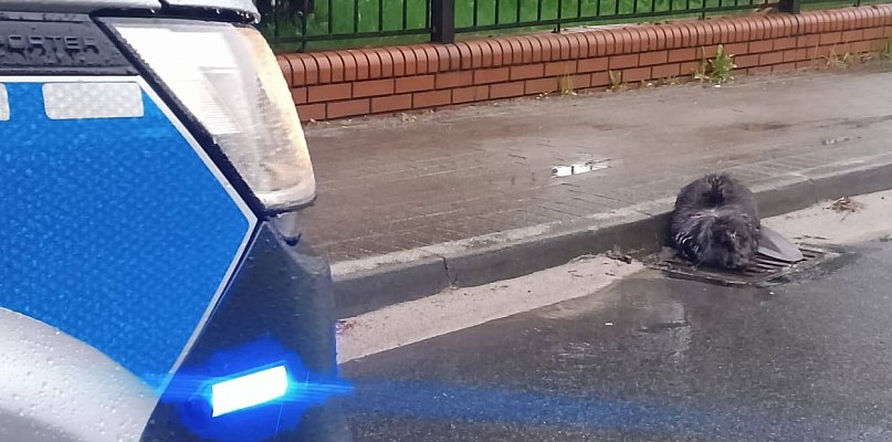 Zamiast lasu – miasto. Bóbr błąkał się po Jarocinie (ZDJĘCIA)