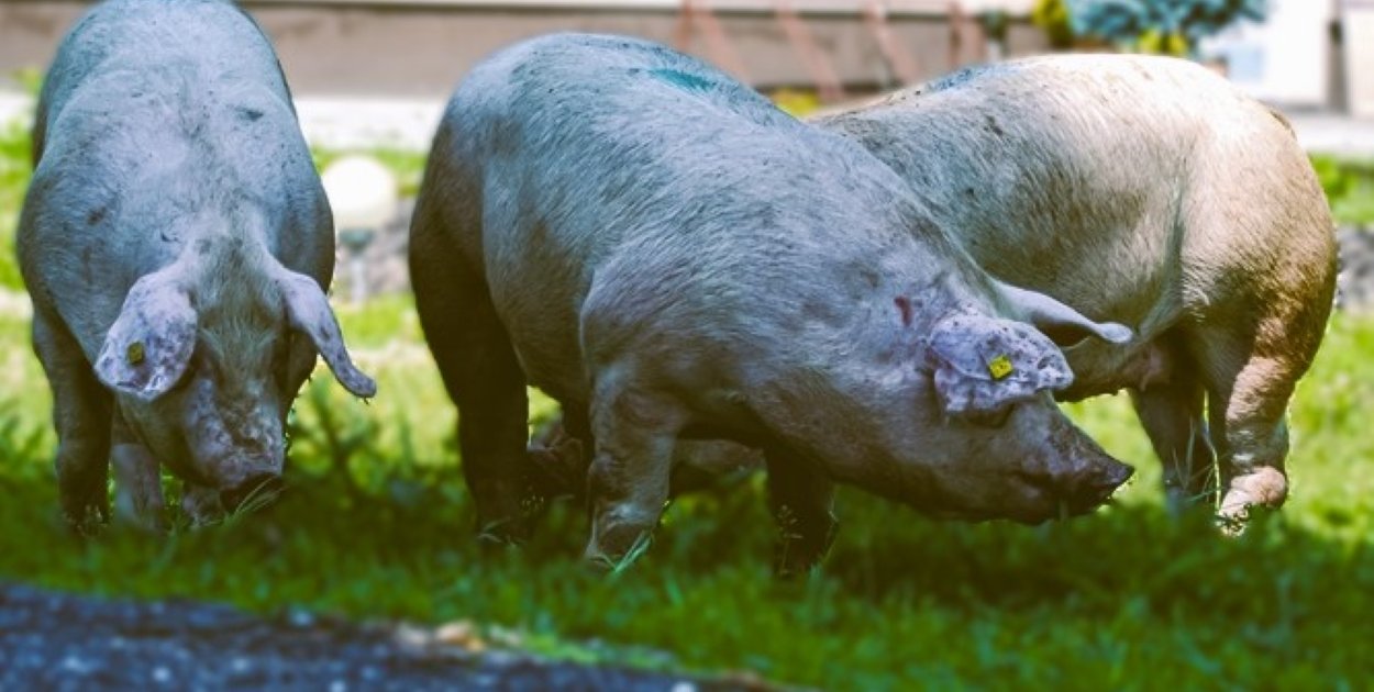 zdjęcie ilustracyjne/foto.: Komenda Powiatowa Policji w Jarocinie