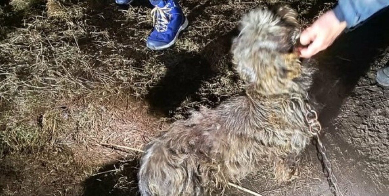 Dramatyczne warunki w gminie Jaraczewo. Policja odebrała trzy zaniedbane psy