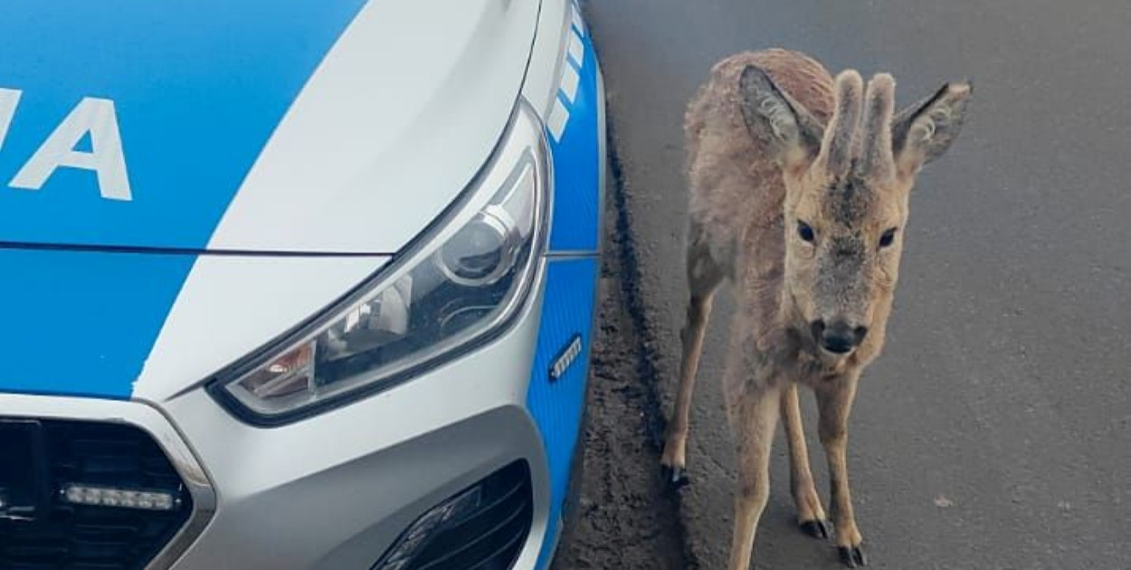 Niecodzienne zgłoszenie do jarocińskiej policji. Chodziło o… koziołka (ZDJĘCIE)