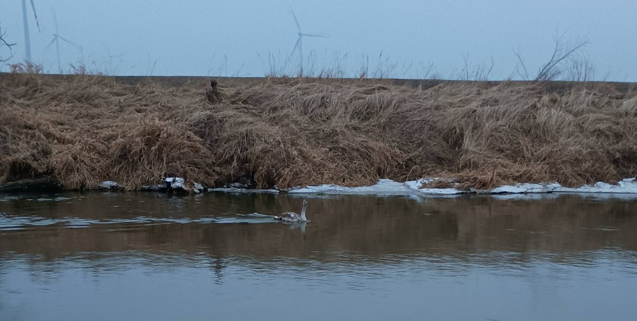 Łabędź przymarznięty do tafli lodu. Udana interwencja OSP Dobieszczyzna (ZDJĘCIA)