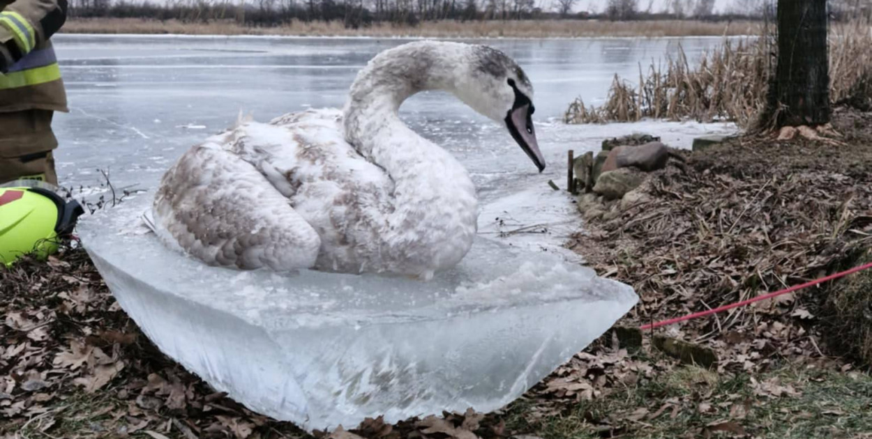 Strażacy ratują łabędzia na Zalewie. Apel do mieszkańców Jarocina (AKTUALIZACJA)