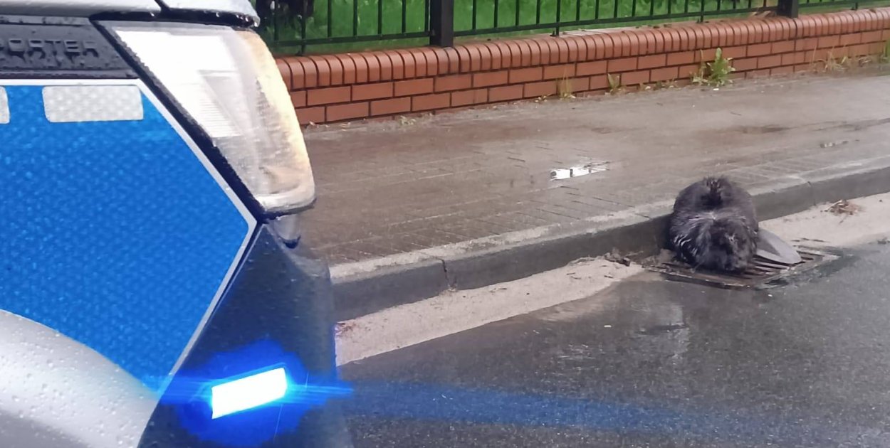 Zamiast lasu – miasto. Bóbr błąkał się po Jarocinie (ZDJĘCIA)